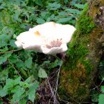 Station Spoor Imecourt_Omgeving (35)